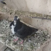 تعدادی کبوتر