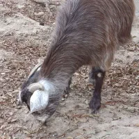 بز دوقلوزا|حیوانات مزرعه|میاندوآب, |دیوار