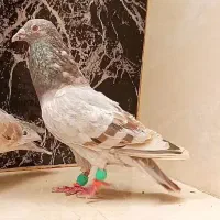 سارسرورشکلاتی خطی