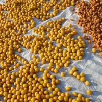 فروش الو طبیعی و تیزابی|خوردنی و آشامیدنی|یزد, |دیوار