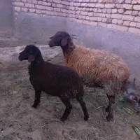 میش و بره