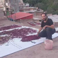 زغال اخته خشک  امساله گوشتی|خوردنی و آشامیدنی|قم, نیروگاه|دیوار