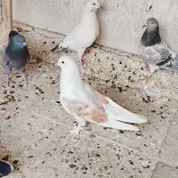 کفتر تهرانی به شرت پرش