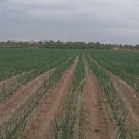 اجاره زمین کشاورزی مناسب جهت کشت پیازوسیب زمینی|اجارهٔ دفتر صنعتی، کشاورزی، تجاری|عنبرآباد, |دیوار
