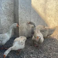 قوغاز قو غاز|حیوانات مزرعه|شاهرود, |دیوار