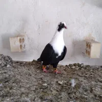 کبوتر مخمل و دم سفید