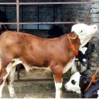 جنس درجه یک|حیوانات مزرعه|شمشک, |دیوار