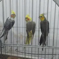 عروس هلندی