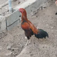 مرغ و خروس لاری