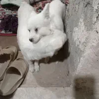 سک پاکوتا دوتا بفروش میرسد|سگ|زنجان, |دیوار