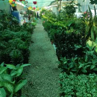 فروش گل گیاه|گل و گیاه طبیعی|بندر کنگان, |دیوار