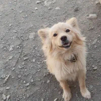 سگ پامر روباهی|سگ|هشتگرد, شهرک جهان ویلا (درخشانیه)|دیوار