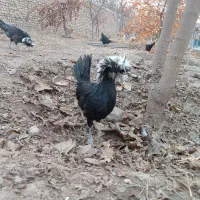 جوجه لهستانی