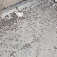 کبوتر|پرنده|اهواز, کوی پیروزی|دیوار