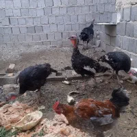 بوقلمون برنزسینه پهن محلی وخرگوش لوپی پشمالوخونگی|حیوانات مزرعه|سراوان, |دیوار