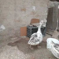 غاز|حیوانات مزرعه|کرج, شهرک جهان‌نما|دیوار