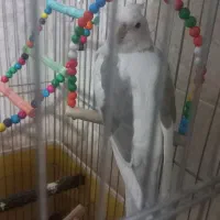 البینو دو کت