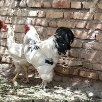 مرغ خروس برهما نژاد وارداتی
