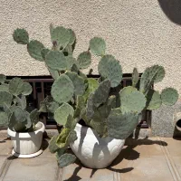 گل طبیعی