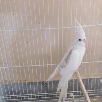 عروس هلندی و گرینچیک|پرنده|چابهار, |دیوار