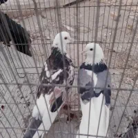 کبوتر|پرنده|ماهنشان, |دیوار