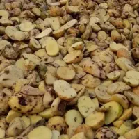 سیب زمینی دامی