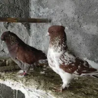 تعدادی کبوتر فروشی|پرنده|گرگان, |دیوار