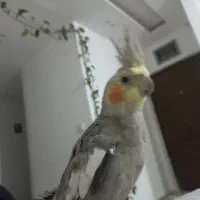 عروس هلندی|پرنده|مشهد, آزادشهر|دیوار