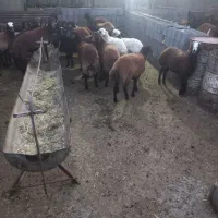 بره ماده افشار وترکی سبک|حیوانات مزرعه|مرودشت, ده بید|دیوار