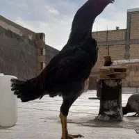 خروس‌لاری|حیوانات مزرعه|اسلام‌شهر, شهرک واوان|دیوار