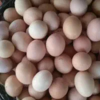 تخم مرغ بومی