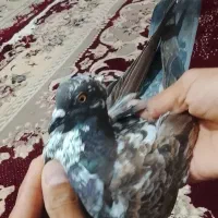 معاوزه|پرنده|اندیکا, |دیوار