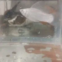 ماهی و آکواریوم|ماهی|دزفول, |دیوار