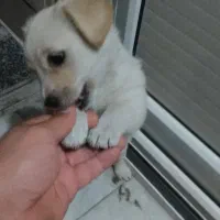 واگذاری سگ آشپیتز نر