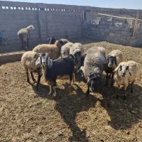 فروش میش و بز داشتی