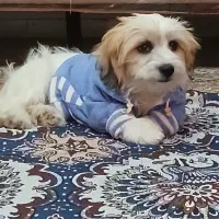 سگ پاکوتاه شیتزو بازی گوش ناز|سگ|زنجان, |دیوار