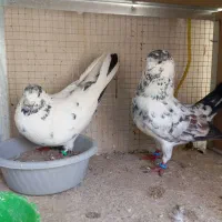 چند جفت کفتر عالی