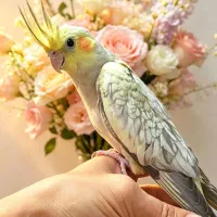 طوطی عروس هلندی چلوندنی