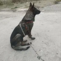 دوعدوقلاده سگ ژرمن الاواماده باردارهسستش نزدیک به|سگ|اسلام‌شهر, شهرک احمدیه|دیوار