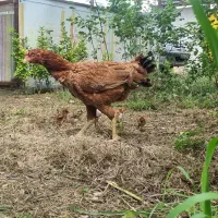 مرغ لاری دانگ بالا و کرچ