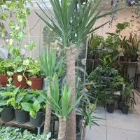 یوکا مجموعه