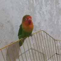 طوطی برزیلی