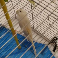 قناری ماده رسمی سفید بلند