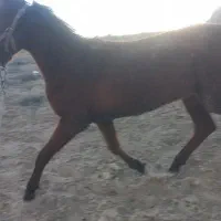 کره مادیون درشور