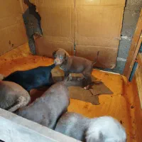 سگ واگذاری رایگان