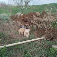 سگ‌ماده سراب ۲ونیم ماهه