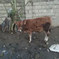 گوساله نر جرسی|حیوانات مزرعه|تولم شهر, |دیوار