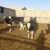 گوساله نر|حیوانات مزرعه|ماهدشت, |دیوار