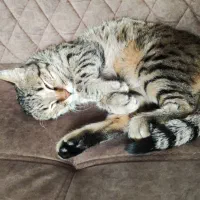 واگذاری گربه خانگی|گربه|کرمانشاه, |دیوار