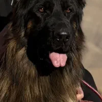 ژرمن شولاین موبلند